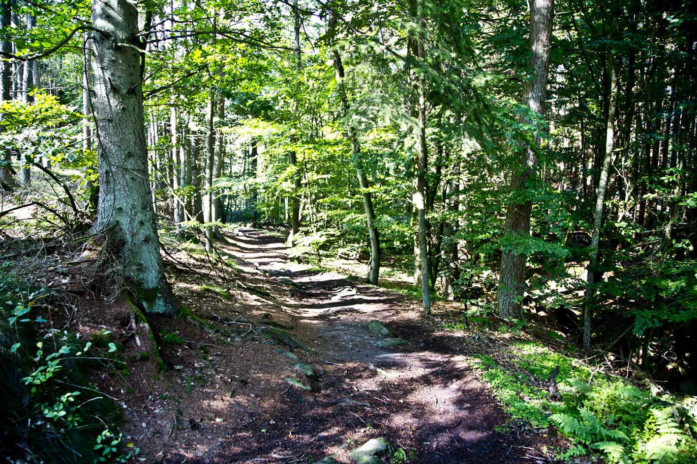 Fortryllende skove nær Møllevang bed & breakfast